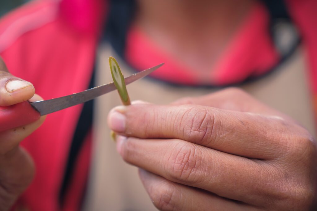 Use a pruning saw or sharp knife to cut off