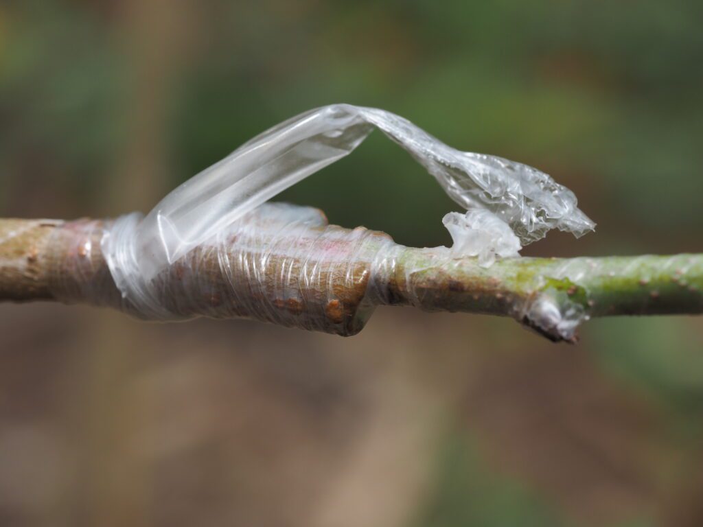 Tree grafting is a horticultural technique