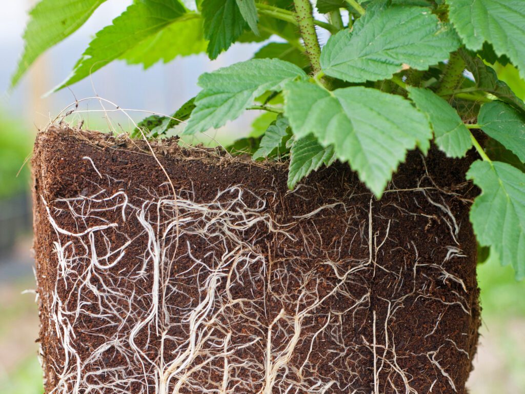 Rasberry Plant Root System