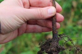 What is Grafting? | Art of Grafting | Grafting Tree